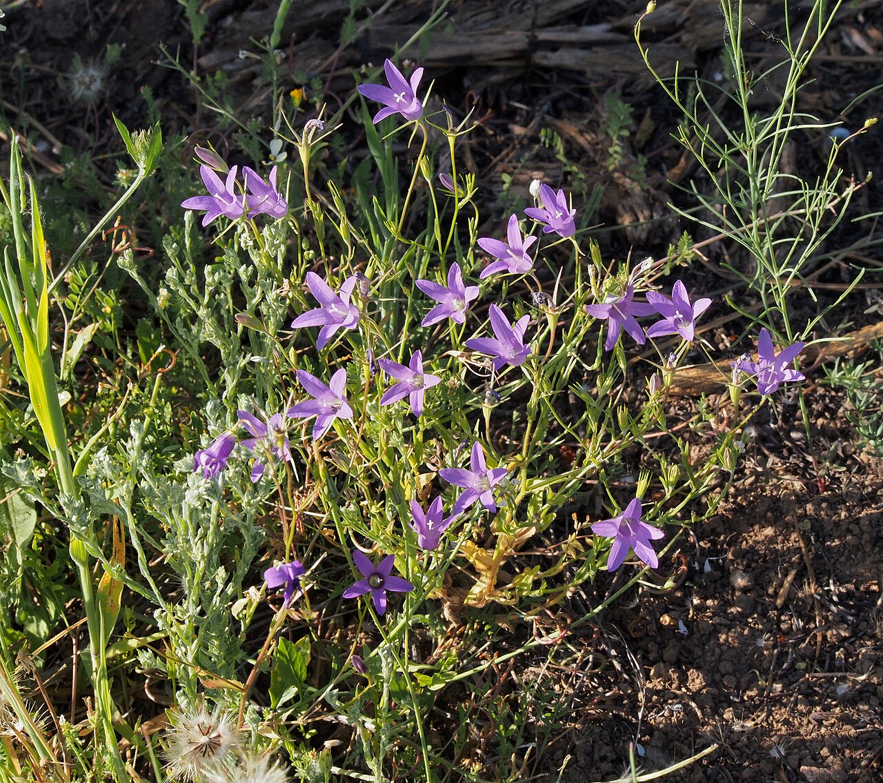Campanula lusitanica: Campanula lusitanica ( Campanulaceae ). Losar de la Vera ( Cáceres , España ).