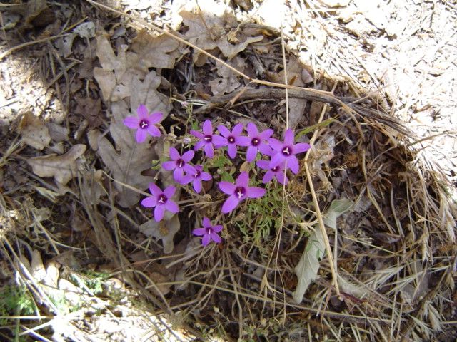 Campanula lusitanica: Campanula lusitanica Valle de Amblés. Ávila. España