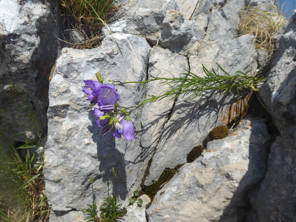 Campanula marchesettii (Campanula marchesettii)