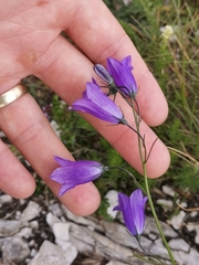 Campanula marchesettii (Campanula marchesettii)