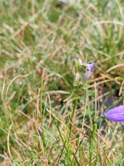 Campanula marchesettii (Campanula marchesettii)
