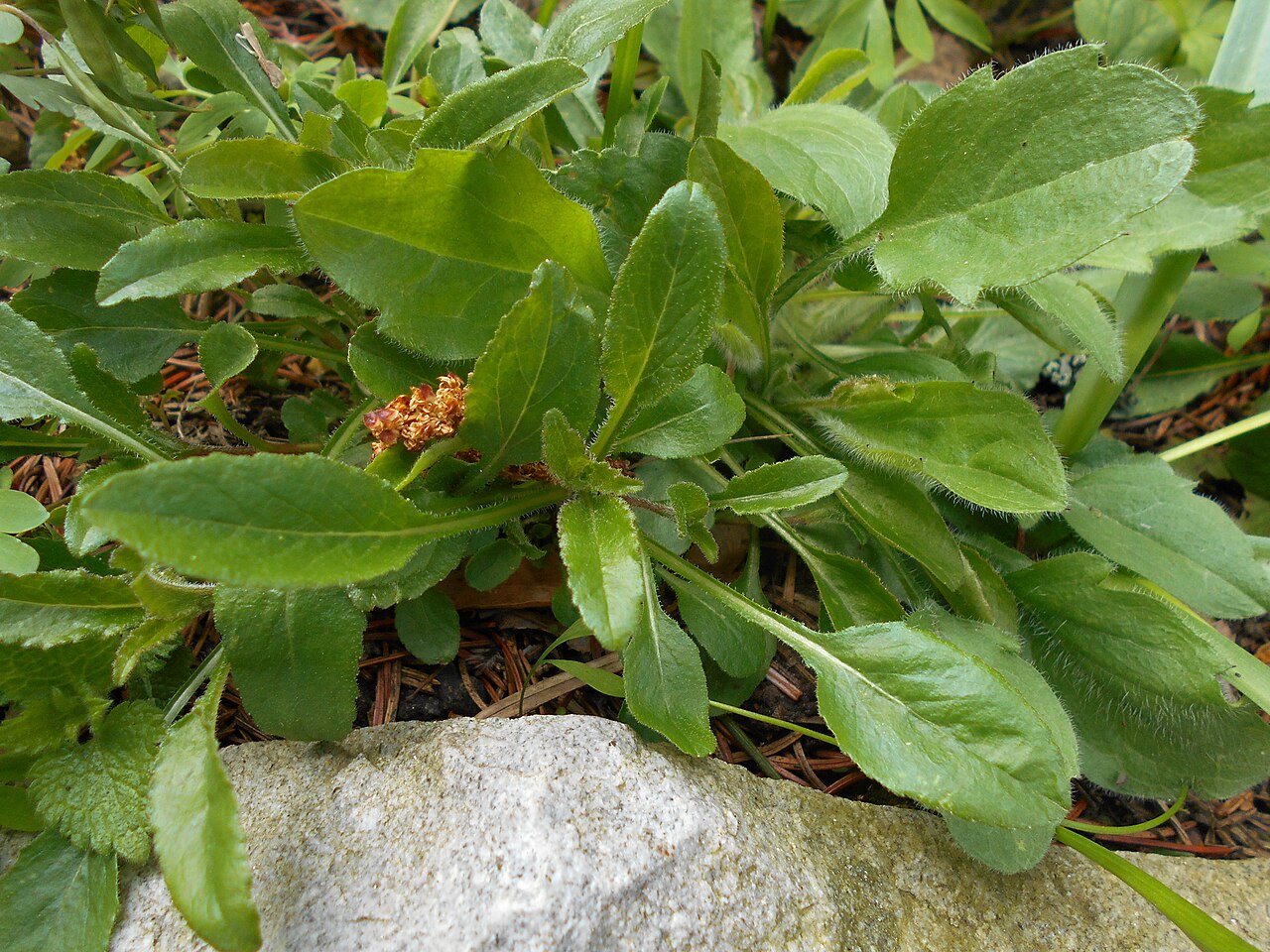 Campanula mirabilis: Dzwonek przedziwny ( Campanula mirabilis ), Ogród Botaniczny UMCS w Lublinie.