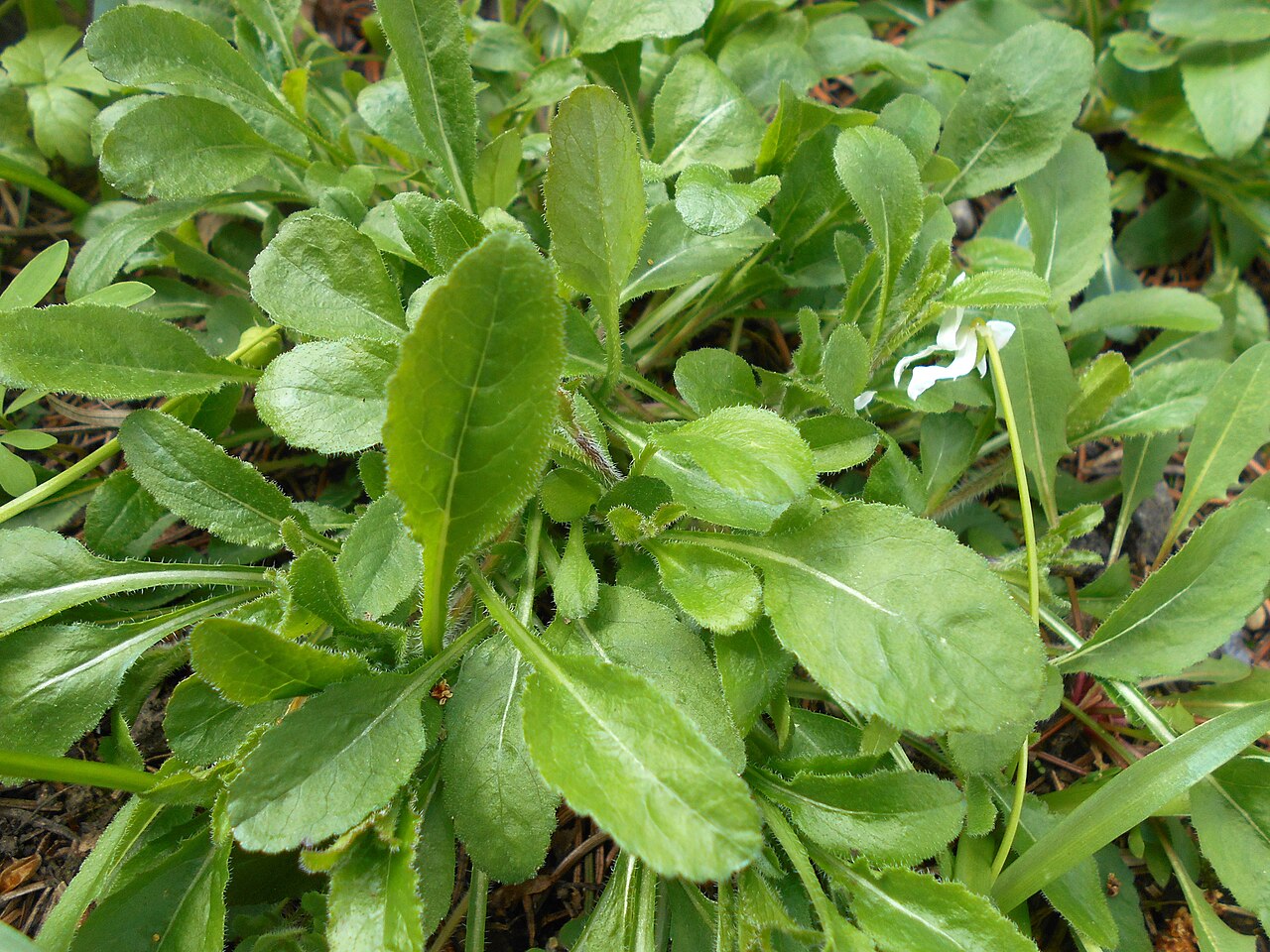 Campanula mirabilis: Dzwonek przedziwny ( Campanula mirabilis ), Ogród Botaniczny UMCS w Lublinie.