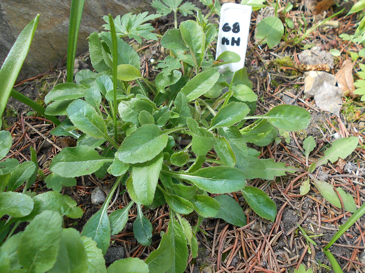 Campanula mirabilis: Dzwonek przedziwny ( Campanula mirabilis ), Ogród Botaniczny UMCS w Lublinie.