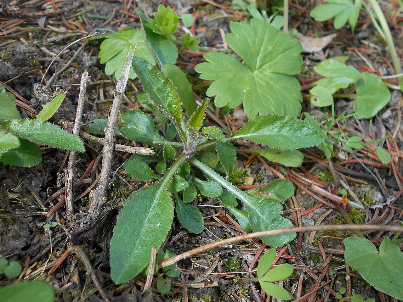 Campanula mirabilis: Dzwonek przedziwny ( Campanula mirabilis ), Ogród Botaniczny UMCS w Lublinie.