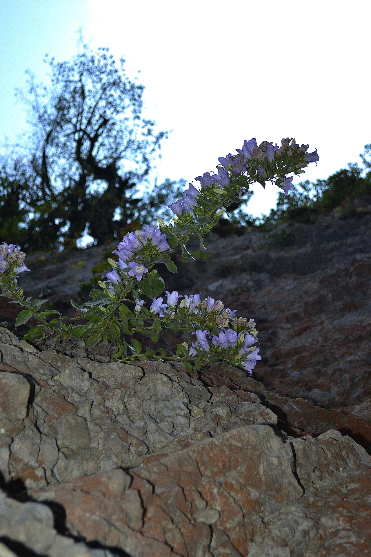 Campanula mirabilis: Campanula mirabilis — Колокольчик удивительный