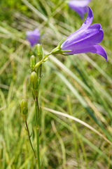 Campanula moravica (Campanula moravica)