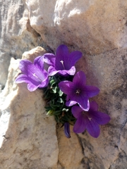 Campanula morettiana (Campanula morettiana)