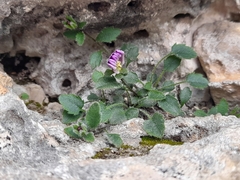 Campanula morettiana (Campanula morettiana)