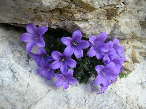 Campanula morettiana (Campanula morettiana)