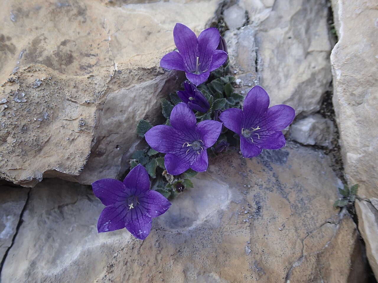 Campanula morettiana: Dolomiten-Glockenblume - Weg zur Rotwandhütte (541) - 3. Tag Rosengarten-Tour