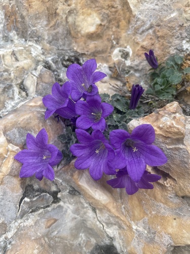 Campanula morettiana (Campanula morettiana)