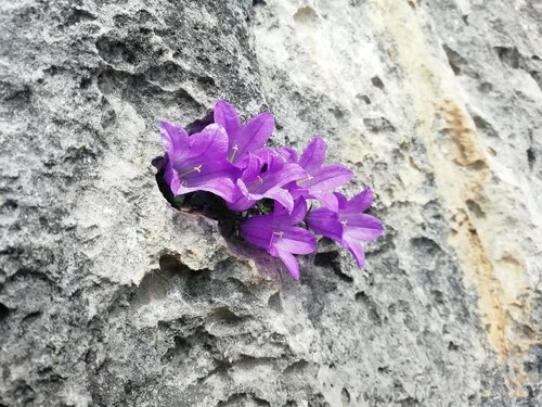 Campanula morettiana (Campanula morettiana)