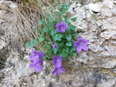 Campanula morettiana (Campanula morettiana)