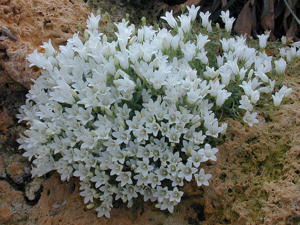 Campanula myrtifolia: This small Campanula ( Campanula myrtifolia ) native to southern Turkey is found on limestone rock walls.