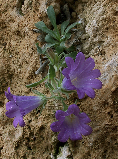 Campanula oreadum: Plante vivace de 5 à 10 CM de l'est de la grèce sur éboulis et crevasses calcaire.