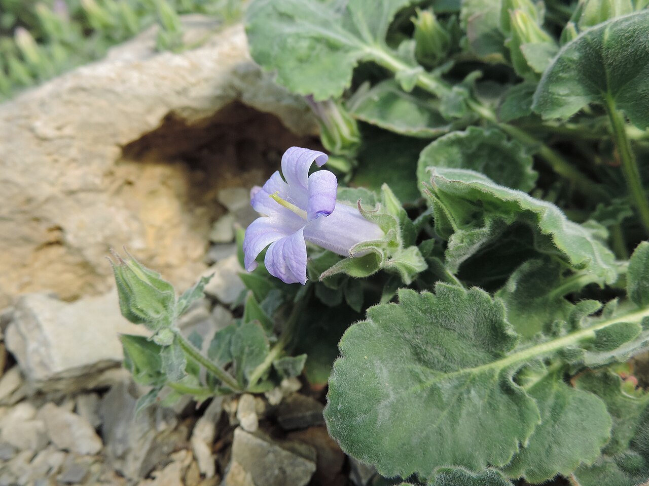 Campanula orphanidea: Campanula orphanidea in Neuer Botanischer Garten der Universität Göttingen