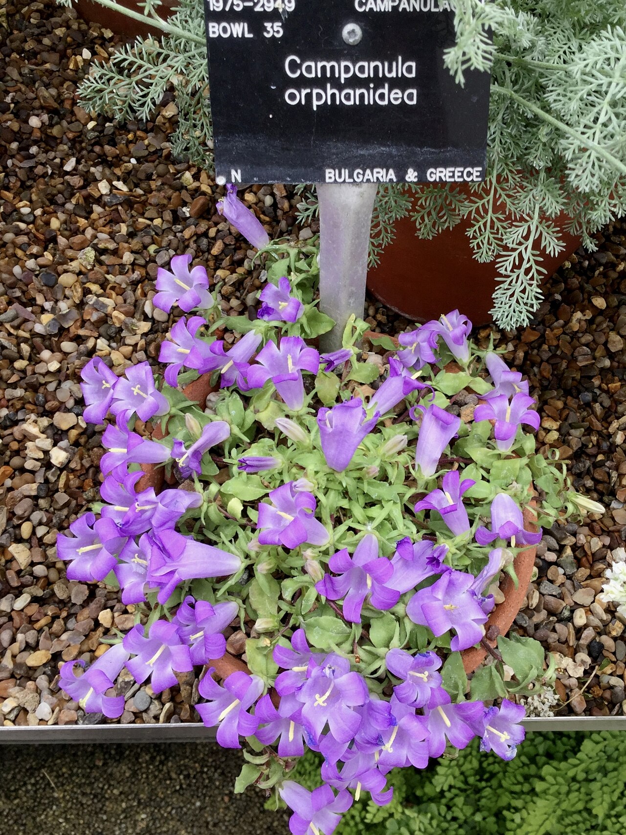 Campanula orphanidea: Campanula orphanidea. Royal Botanic Gardens, Kew.