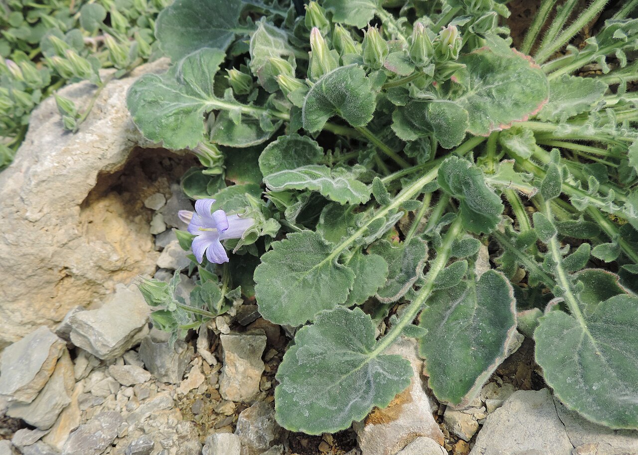 Campanula orphanidea: Campanula orphanidea in Neuer Botanischer Garten der Universität Göttingen