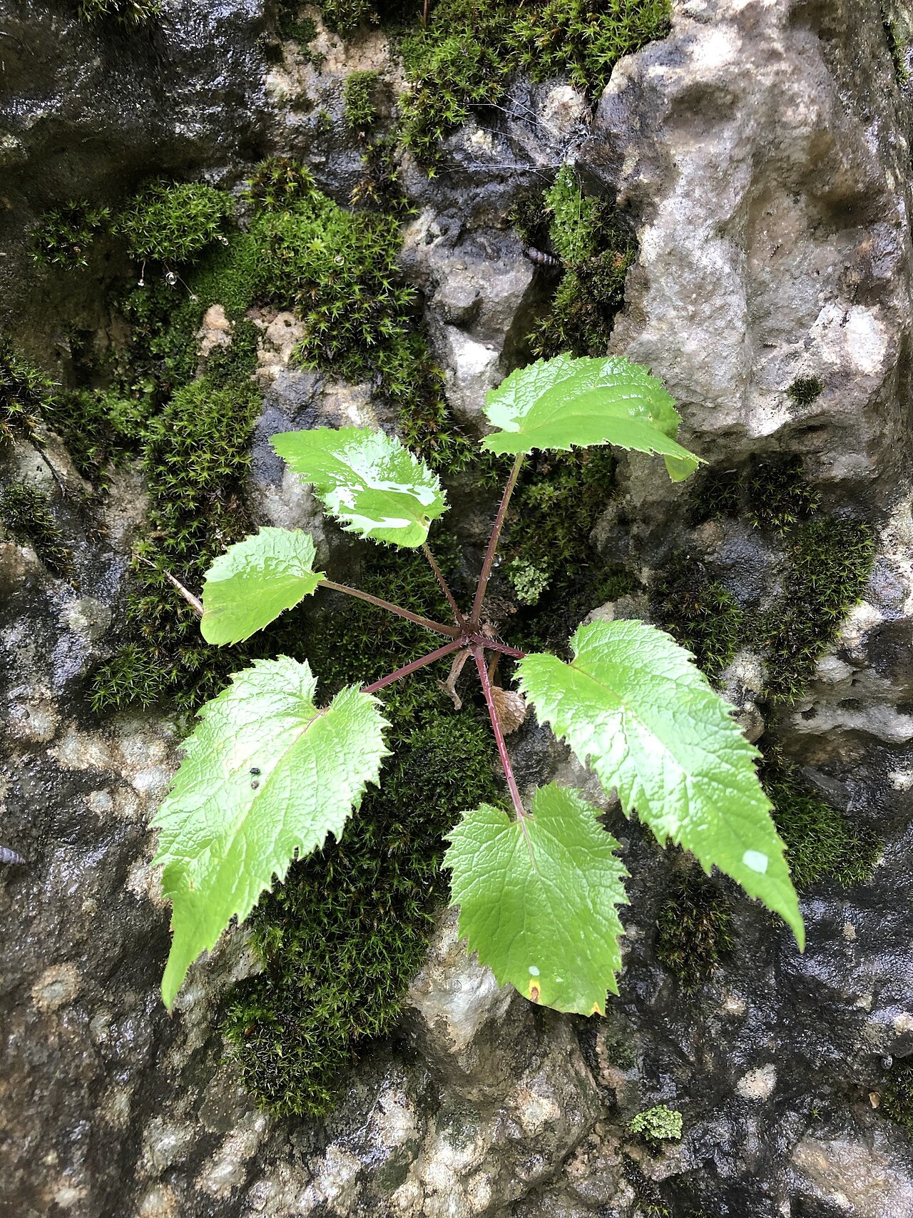Campanula ossetica: Campanula ossetica