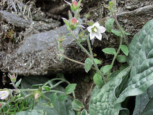 Campanula pallida: Campanula pallida . Nepal, Annapurna Conservation Area (NW Pokhara), between Tadapani and Chhomorung
