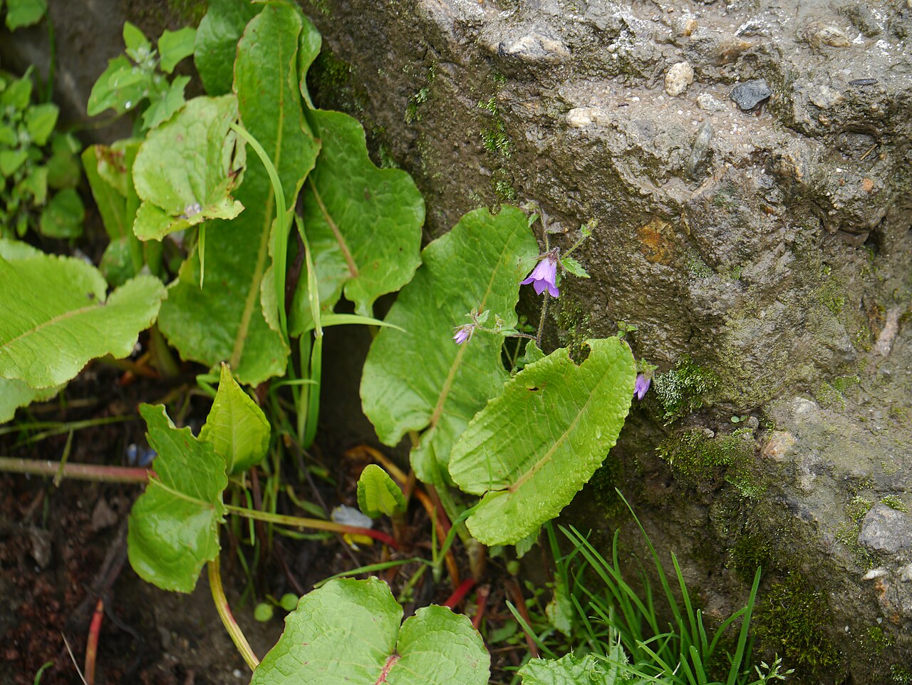 Campanula pallida: Campanula pallida