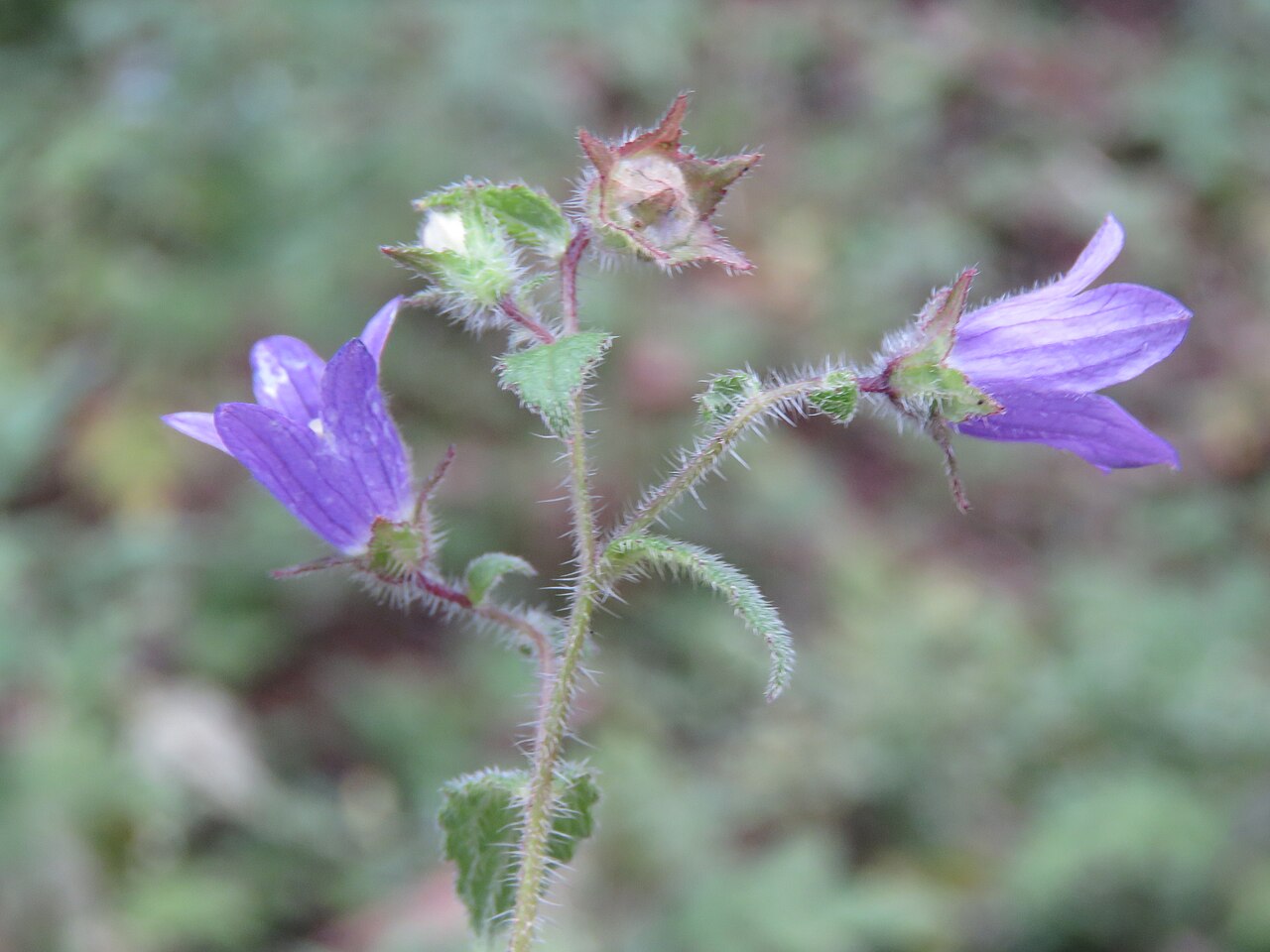 Campanula pallida: Photos from Bhutan and Siliguri during LGFC - Bhutan 2019