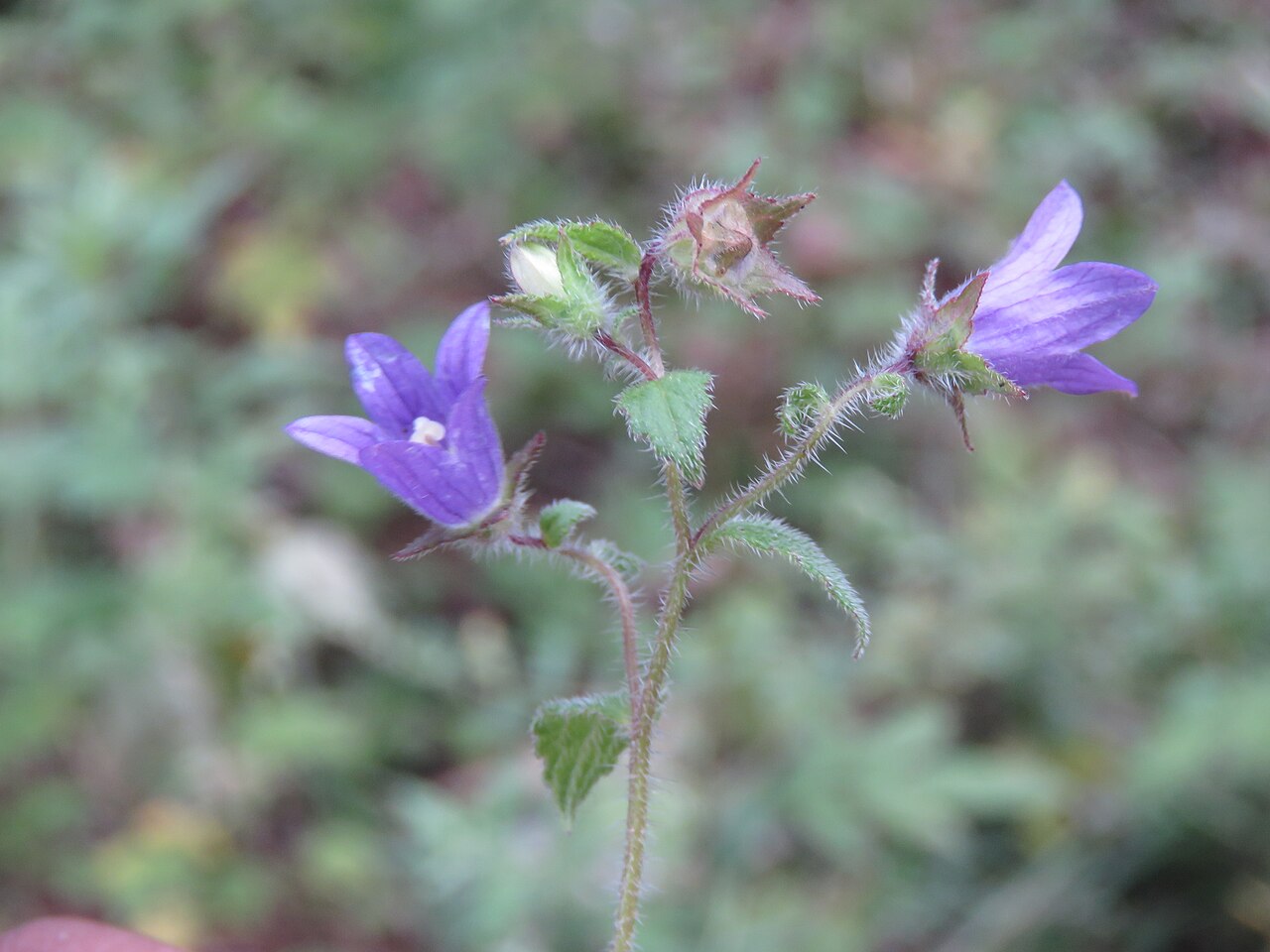 Campanula pallida: Photos from Bhutan and Siliguri during LGFC - Bhutan 2019