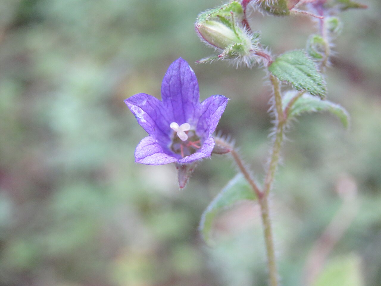 Campanula pallida: Photos from Bhutan and Siliguri during LGFC - Bhutan 2019