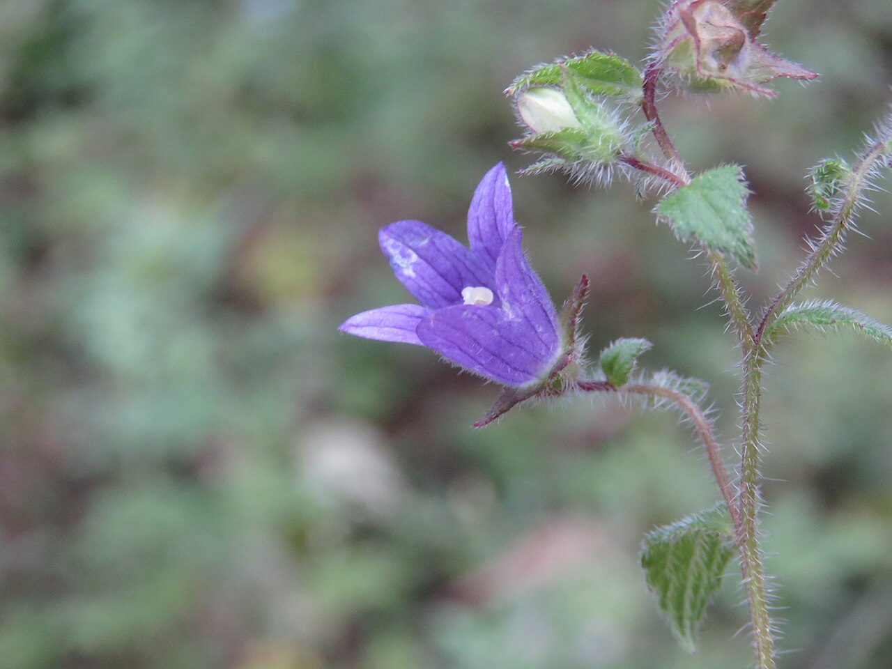 Campanula pallida: Photos from Bhutan and Siliguri during LGFC - Bhutan 2019