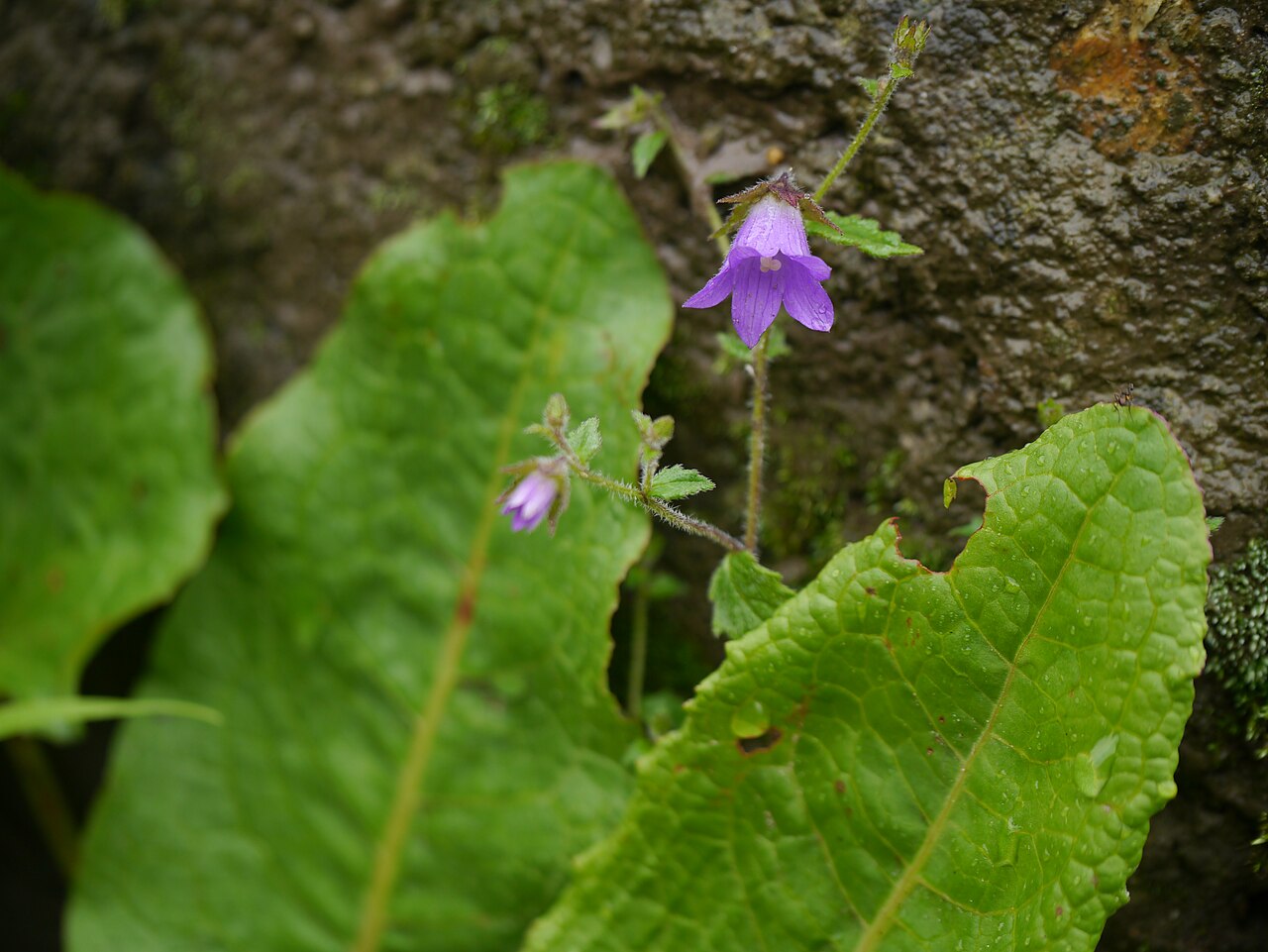 Campanula pallida: Campanula pallida