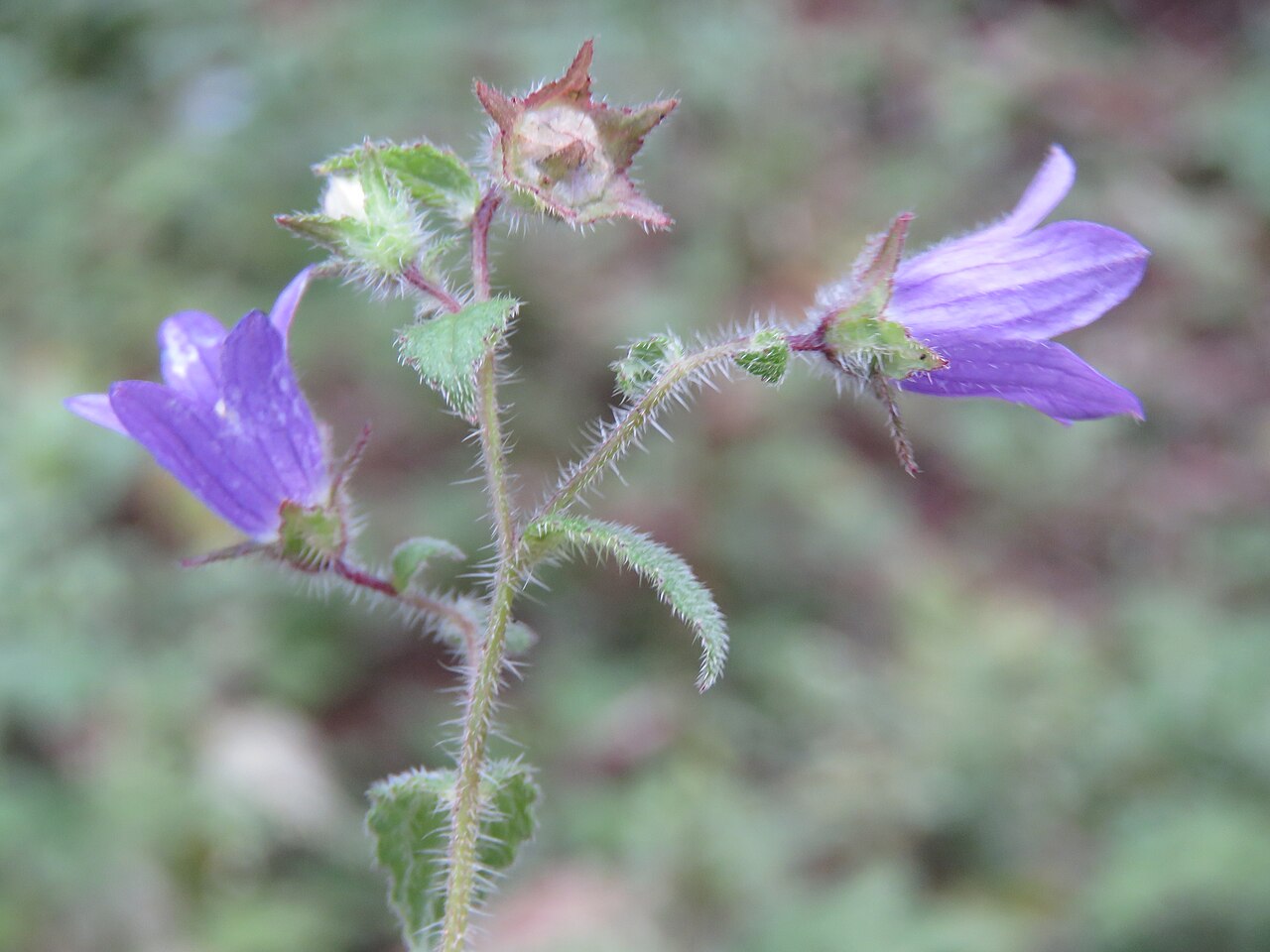 Campanula pallida: Photos from Bhutan and Siliguri during LGFC - Bhutan 2019