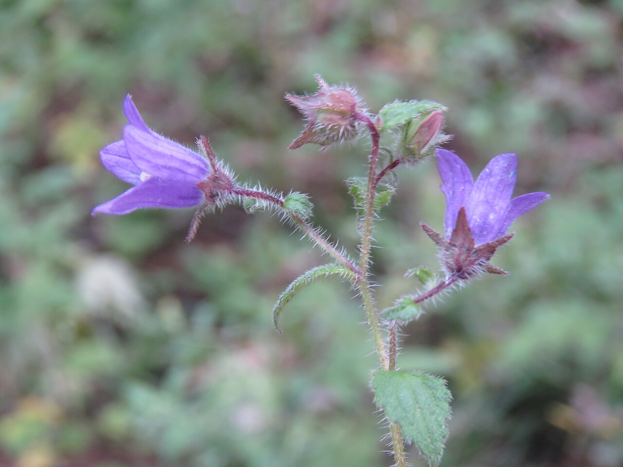 Campanula pallida: Photos from Bhutan and Siliguri during LGFC - Bhutan 2019