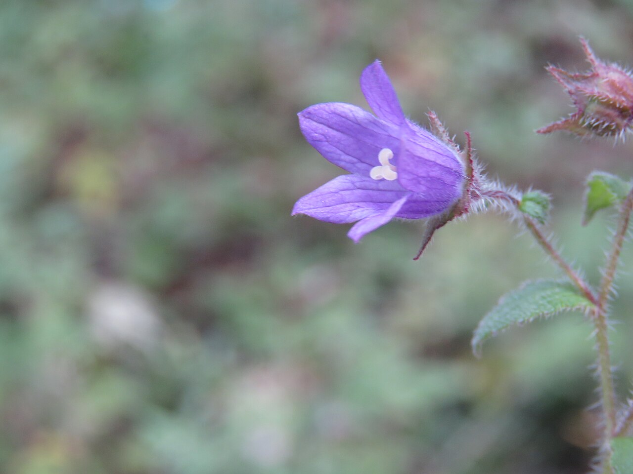Campanula pallida: Photos from Bhutan and Siliguri during LGFC - Bhutan 2019