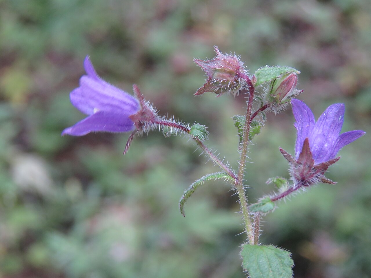Campanula pallida: Photos from Bhutan and Siliguri during LGFC - Bhutan 2019
