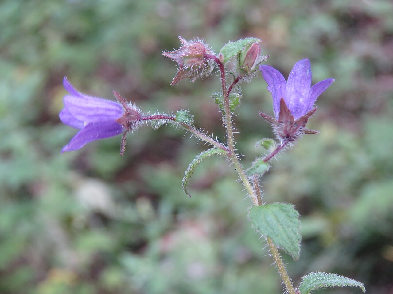 Campanula pallida: Photos from Bhutan and Siliguri during LGFC - Bhutan 2019
