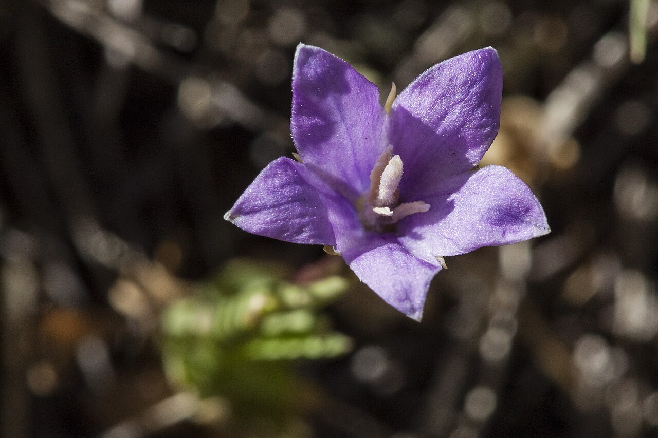 Parry's bellflower: Campanula parryi , Sangre de Cristo Mountains, east of Big Costilla Peak in a park between Casias Creek and Costilla Creek, 36.922 -105.263, Taos County, New Me