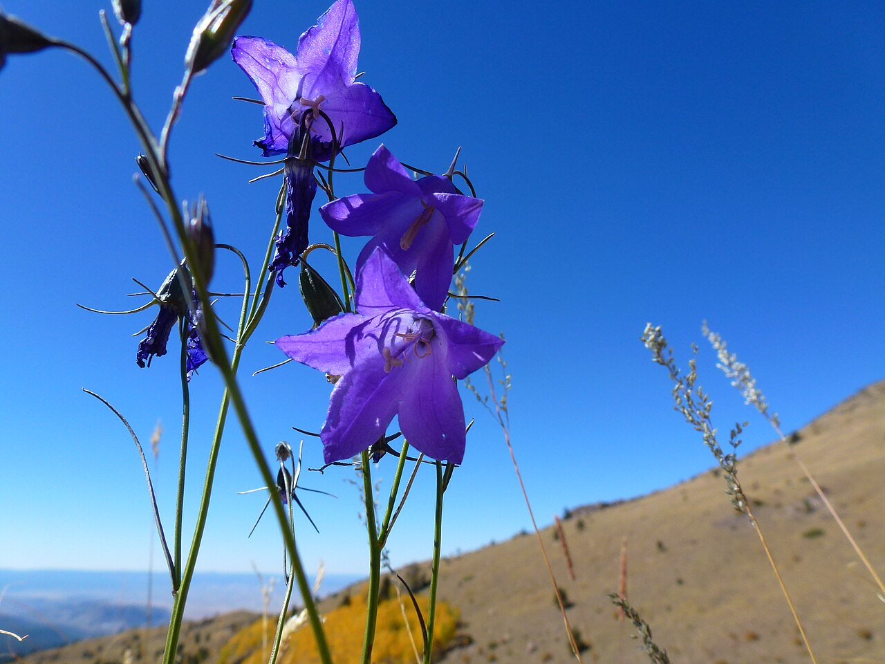 Parry's bellflower: Campanula parryi, Parry's Bluebells