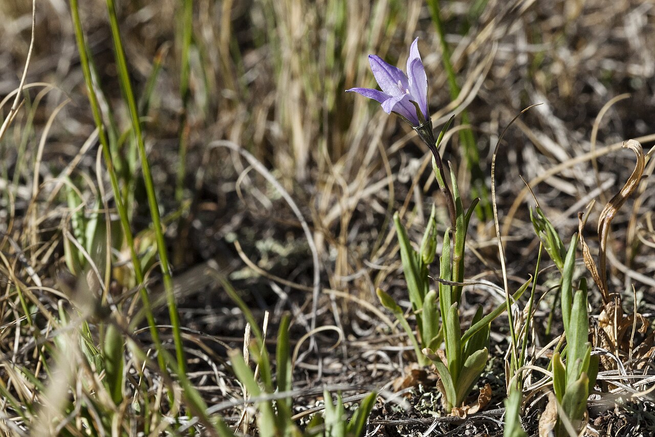 Parry's bellflower: Campanula parryi , Sangre de Cristo Mountains, east of Big Costilla Peak in a park between Casias Creek and Costilla Creek, 36.922 -105.263, Taos County, New Me