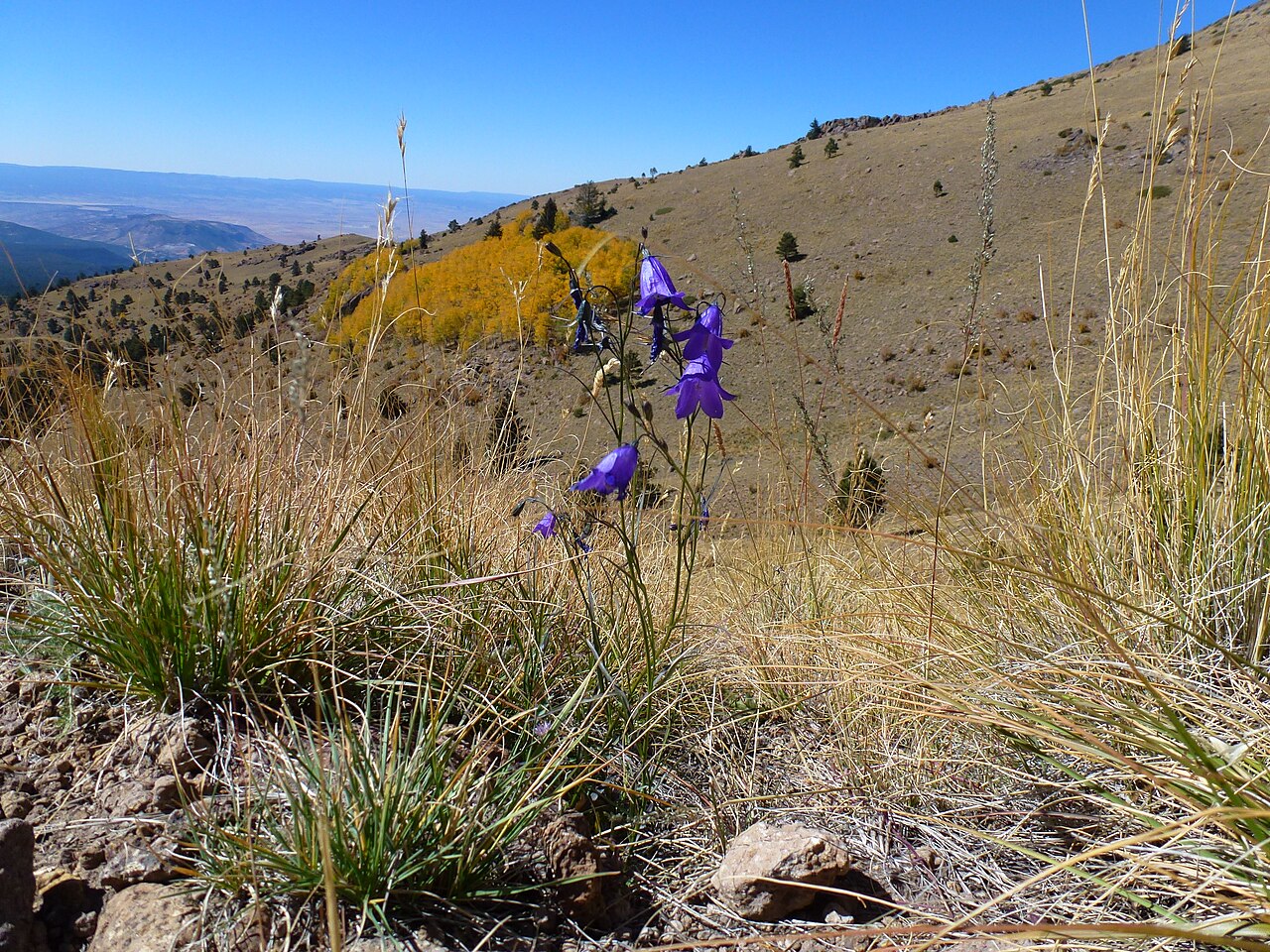 Parry's bellflower: Campanula parryi, Parry's Bluebells