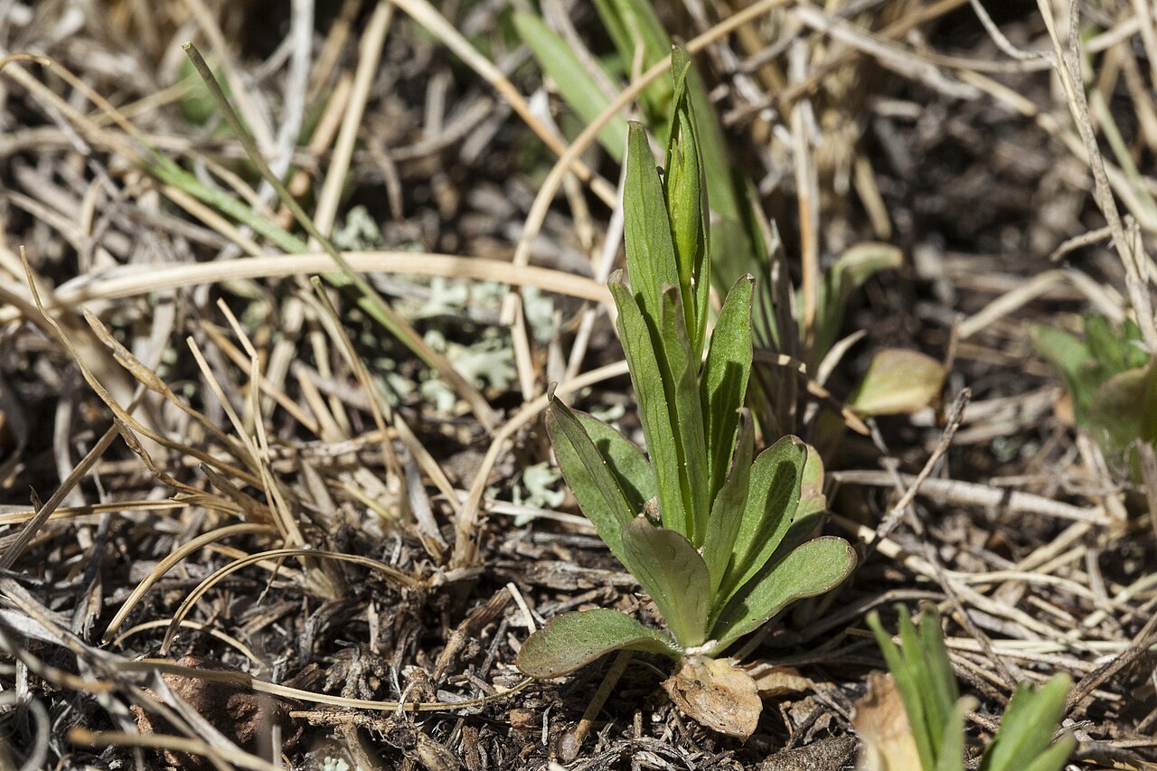 Parry's bellflower: Campanula parryi , Sangre de Cristo Mountains, east of Big Costilla Peak in a park between Casias Creek and Costilla Creek, 36.922 -105.263, Taos County, New Me