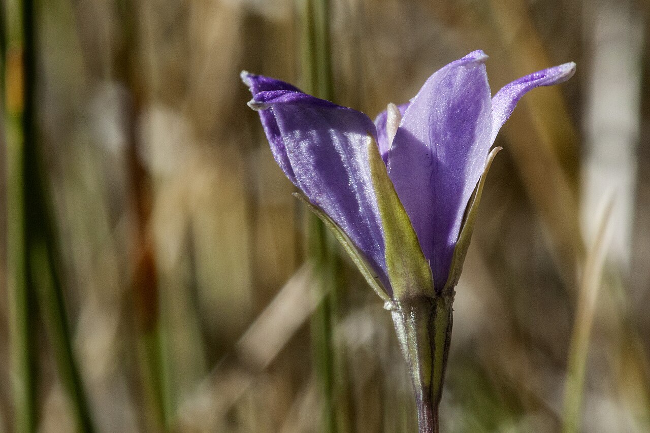 Parry's bellflower: Campanula parryi , Sangre de Cristo Mountains, east of Big Costilla Peak in a park between Casias Creek and Costilla Creek, 36.922 -105.263, Taos County, New Me
