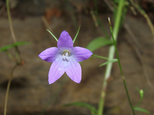 Spreading bellflower (Campanula patula)
