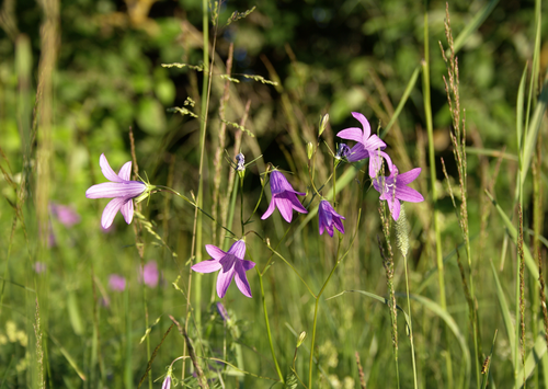 Spreading bellflower: Estonia, Põlva County