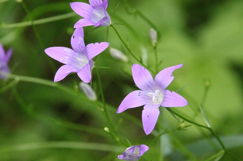 Spreading bellflower (Campanula patula)