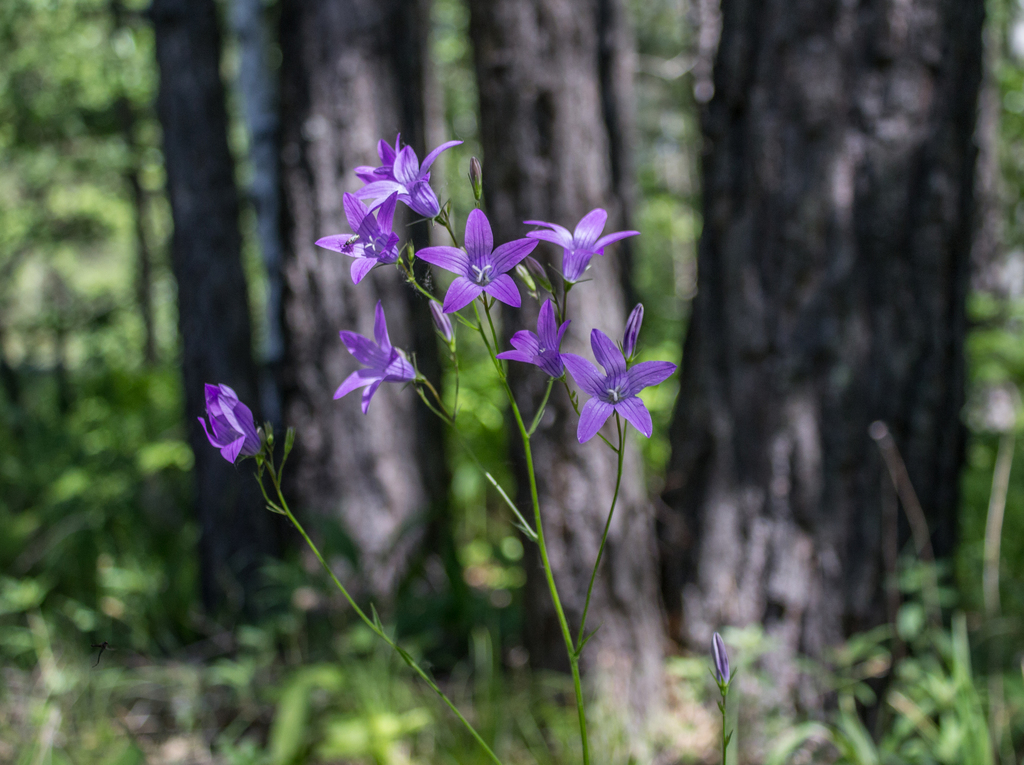 Spreading bellflower (Campanula patula)
