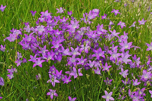 Spreading bellflower: Campanula patula near Schöchleins, Mistelgau, Germany