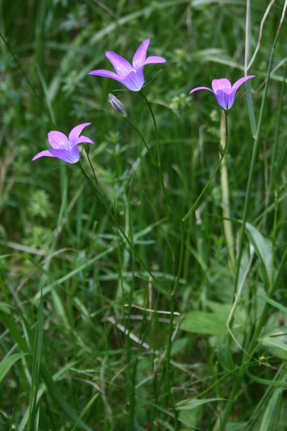 Spreading bellflower: Wiesen-Glockenblume ( Campanula patula ), Glockenblumengewächse (Campanulaceae) - Österreich/Austria/Autriche: Oberösterreich, Hausruckviertel, ca. 2.2 km NE Fo