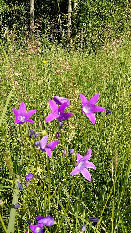 Spreading bellflower: Dzwonek rozpierzchły