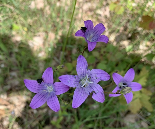 Spreading bellflower (Campanula patula)